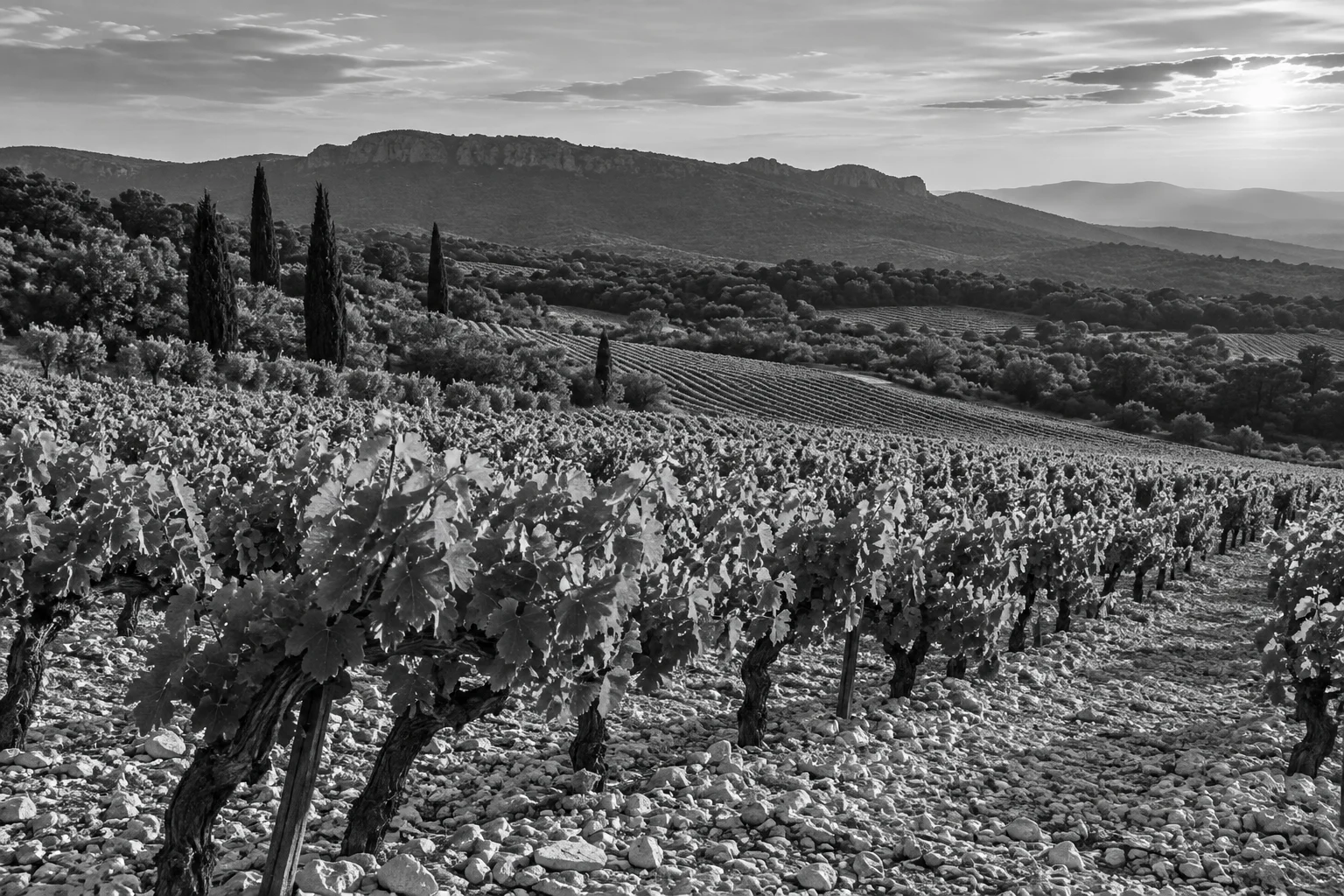 Black and white illustration of a Mediterranean vineyard